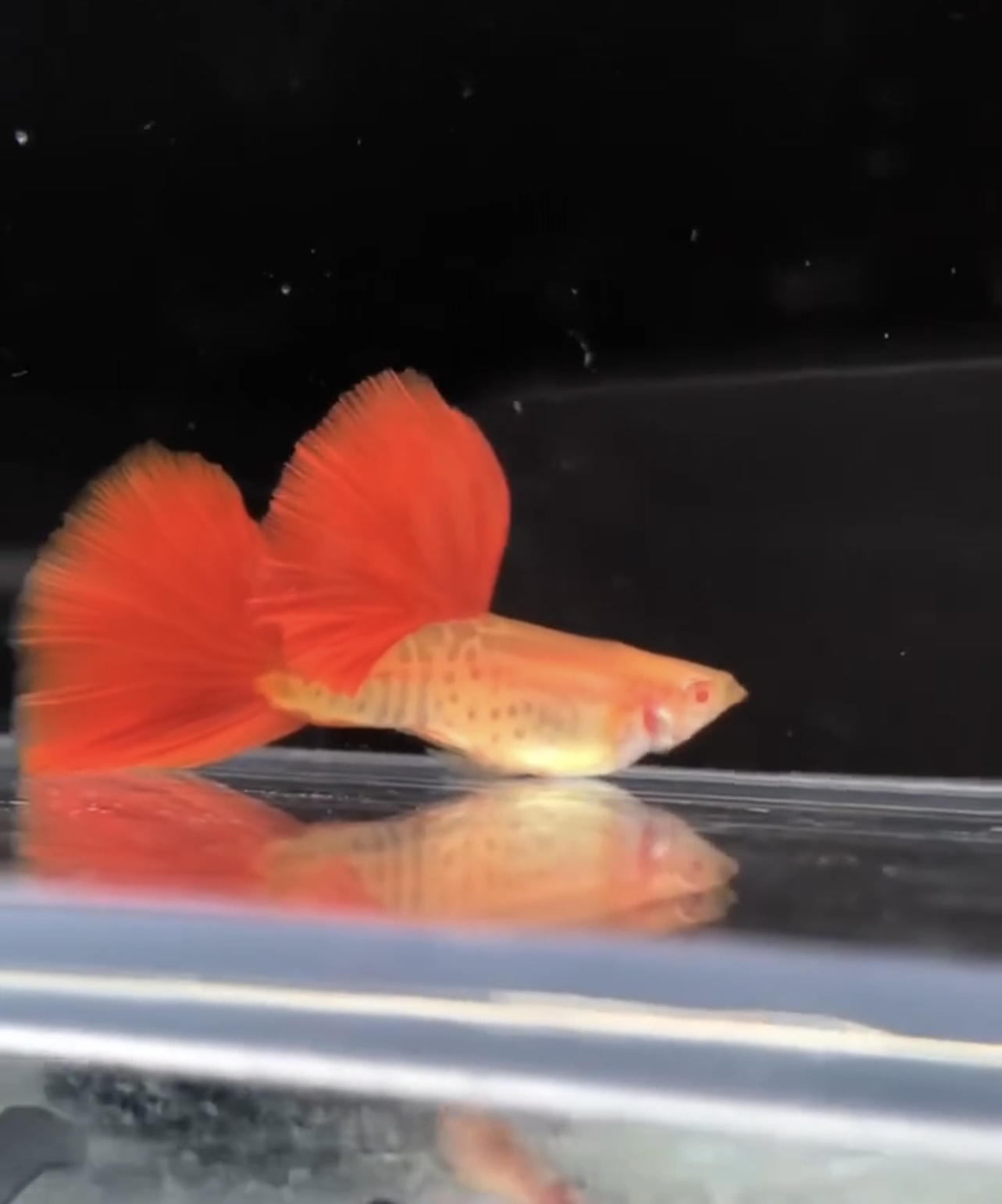 孔雀鱼红尾蛇王热带鱼观赏鱼（路途包损发拆箱视频报损）