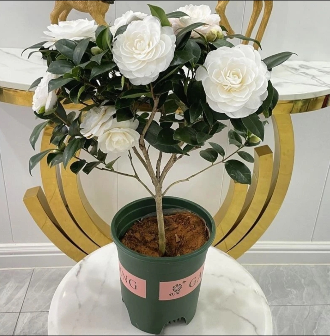 茶花东方亮开花纯白色四季开花别墅庭院阳台植物