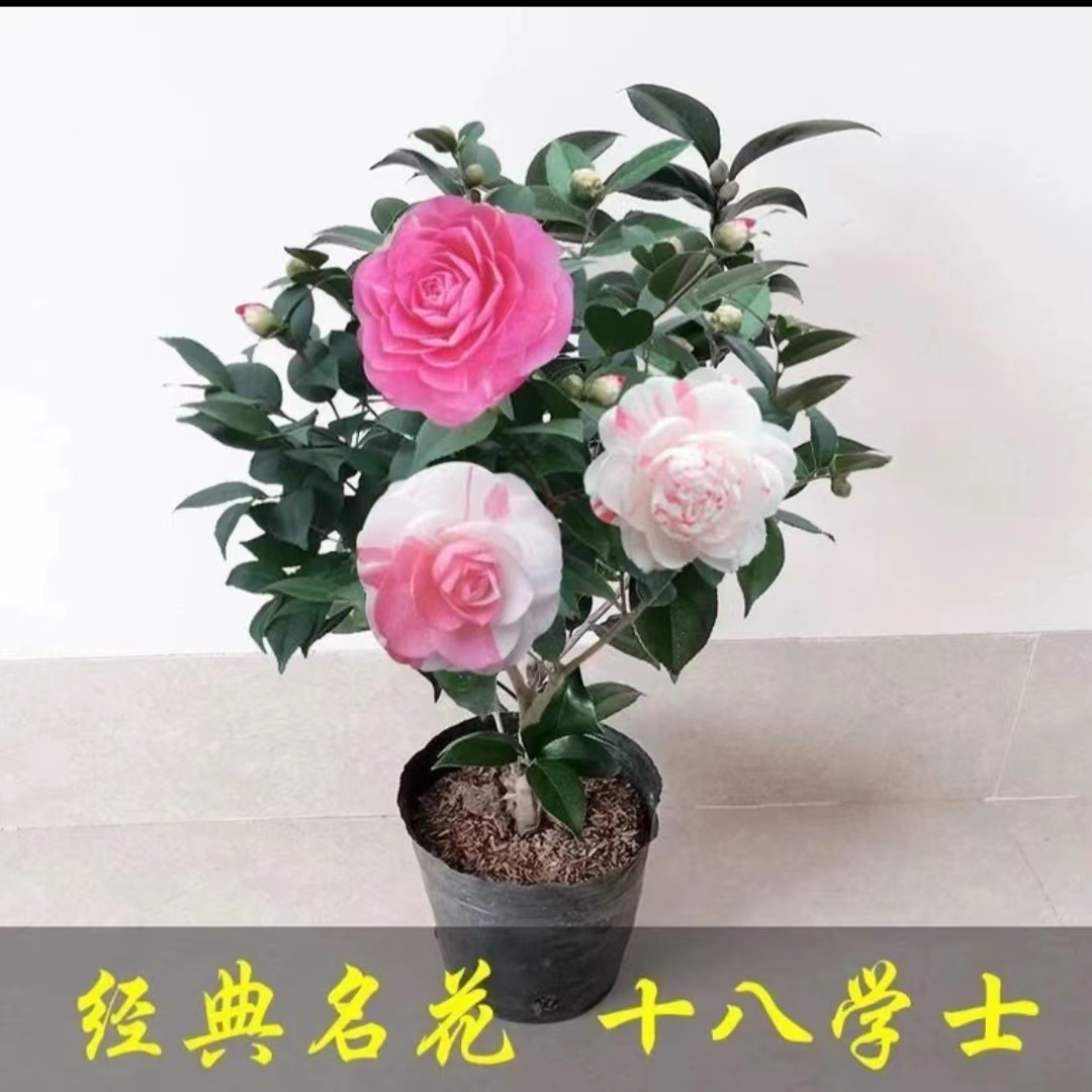 十八学士多色别墅庭院阳台植物