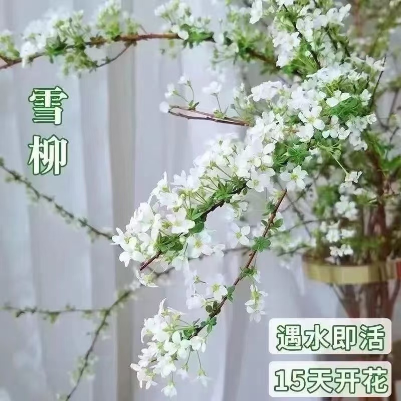 【基地直发】网红鲜支雪柳遇水开花室内泡水水培好养冬季水培植物