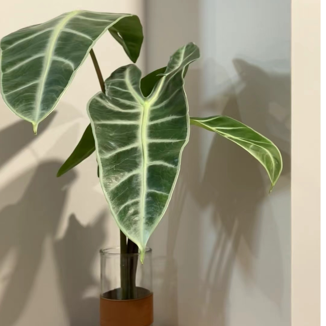 银脉剑叶海芋进口稀有北欧室内观叶植物热带绿植盆栽好养