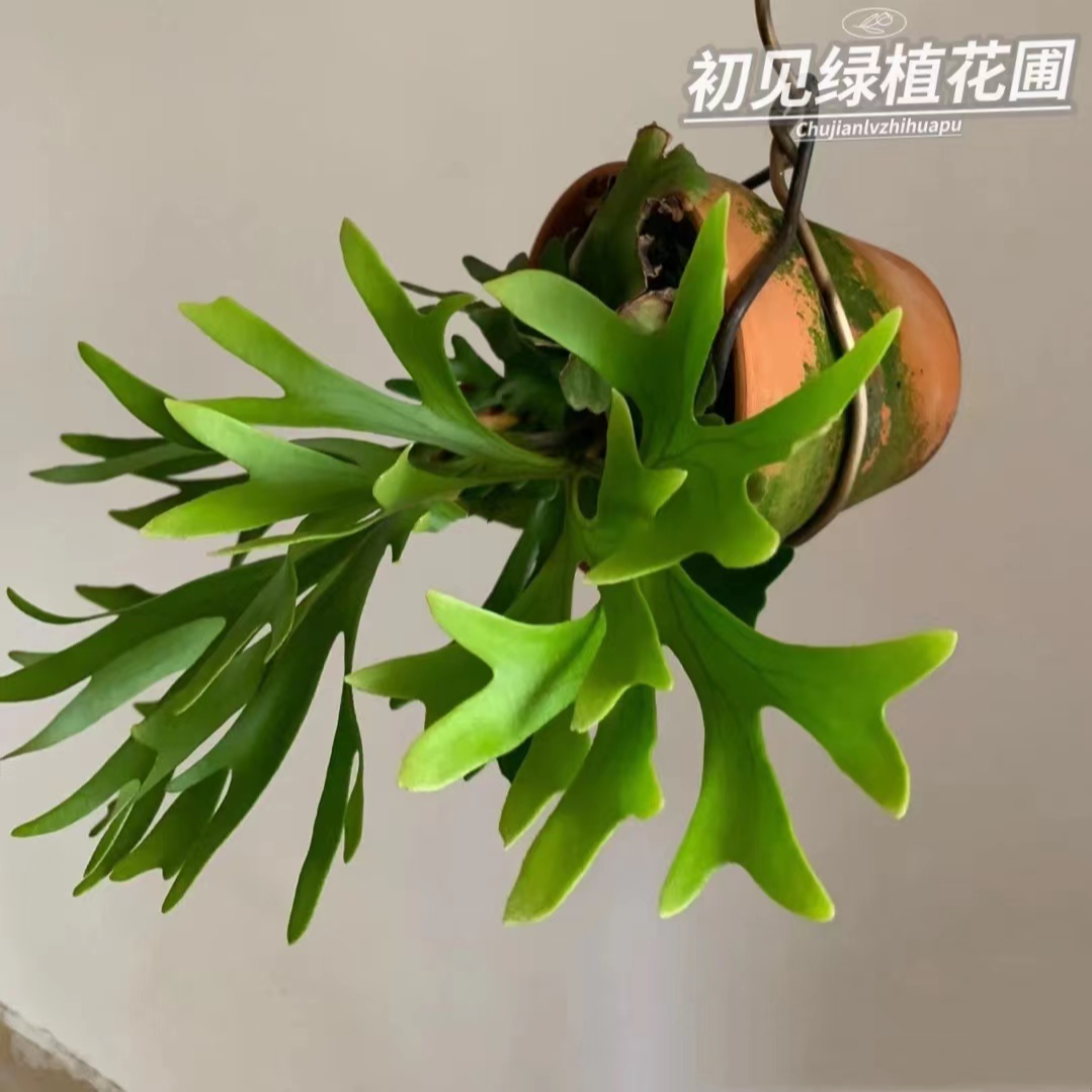 北欧网红ins风绿植鹿角蕨植物懒人观叶蕨类植物