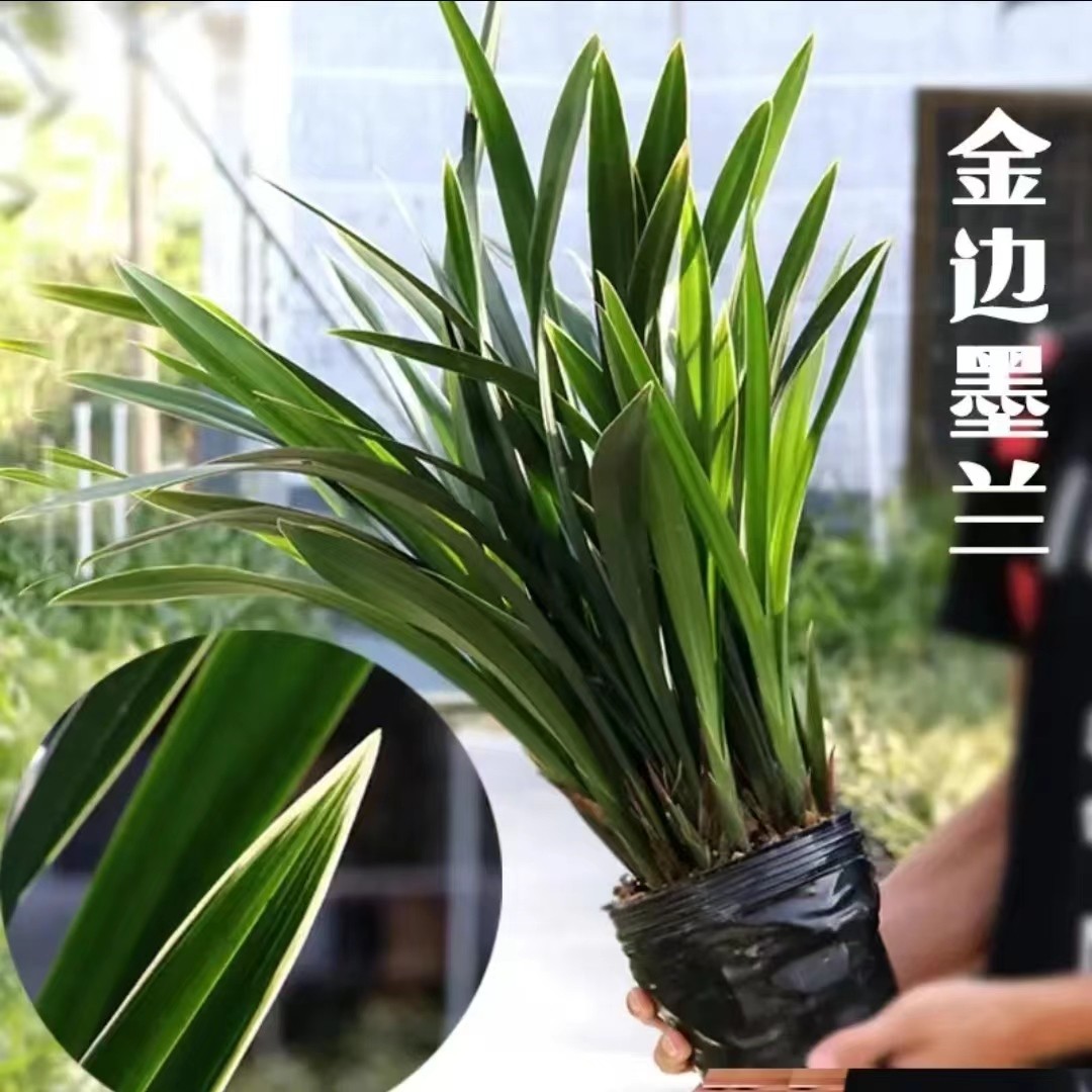 【企黑爪】墨兰浓香型年宵花喜庆红火客厅阳台好养易活