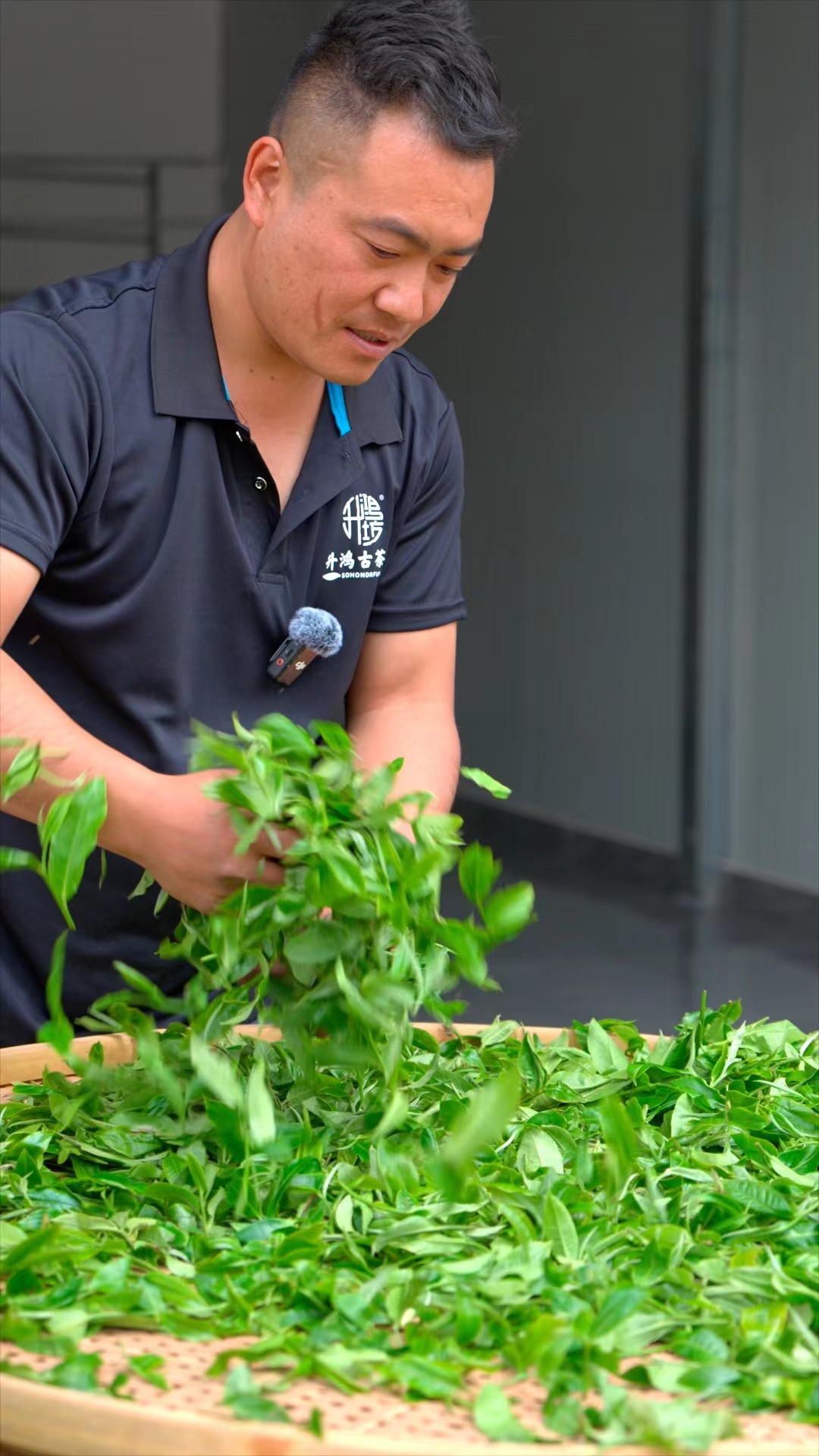 高货冰岛坝歪单株挑采生茶4月5号采摘掌柜纯手工制作