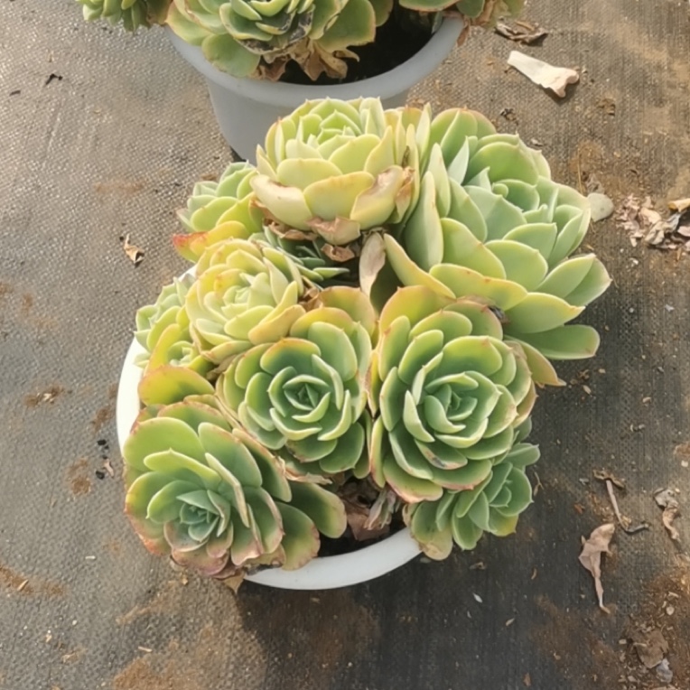 奔赴多肉柠檬玫瑰