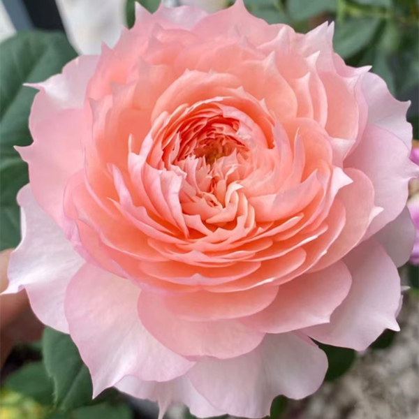 莫妮卡戴维 灌木月季小苗
