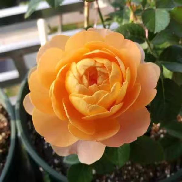 果汁阳台月季盆栽花苗大花多季开花阳台庭院
