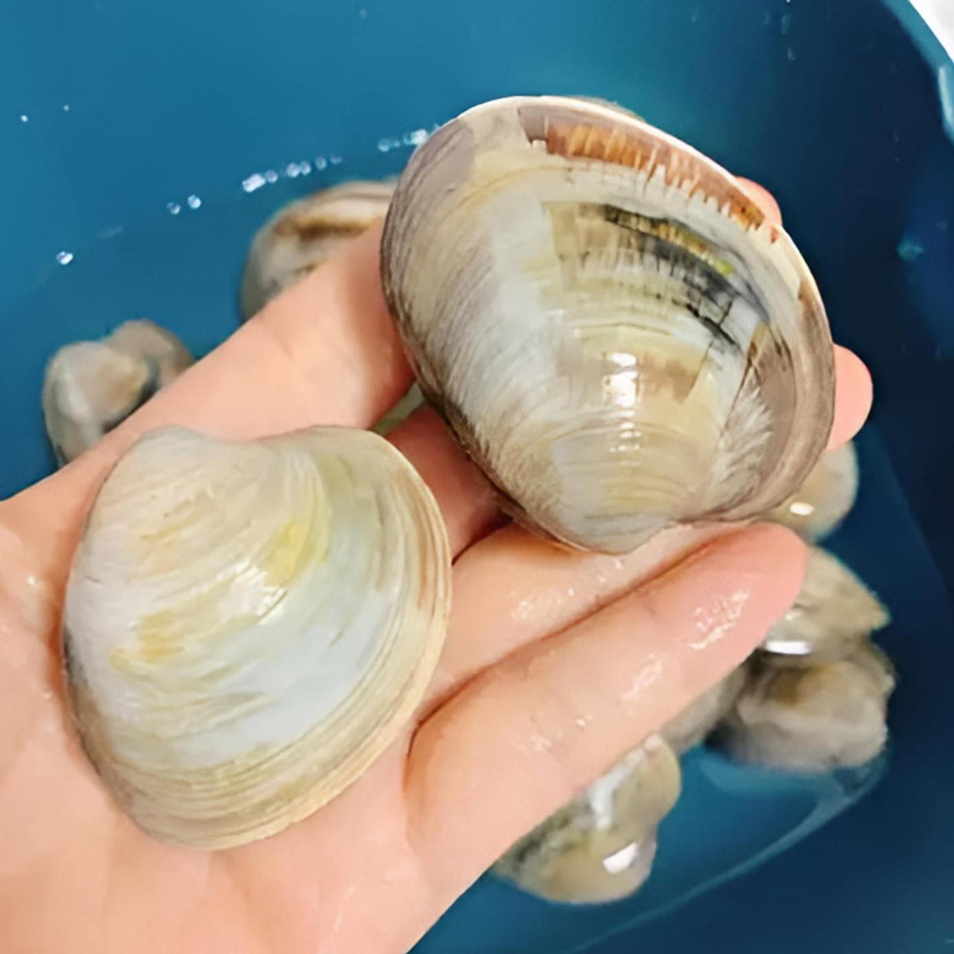 【鲜活】太子贝(美贝) 约500g/份