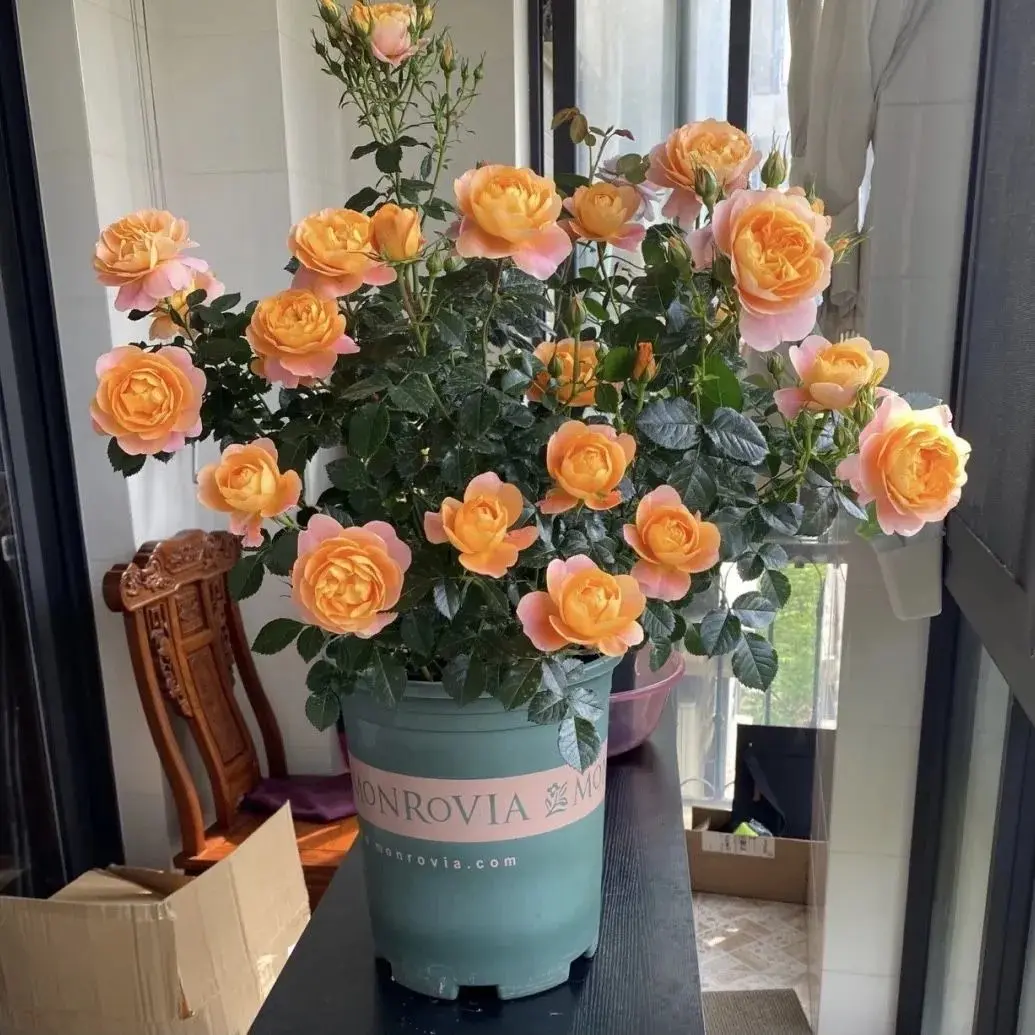 果汁阳台月季花苗带花苞发货庭院阳台好养活绿植盆栽四季开花观赏