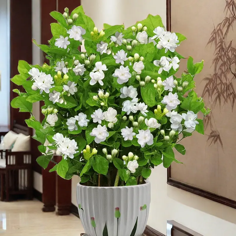 茉莉花苗盆栽带花苞九里香老桩驱蚊水培栀子花卉绿植物室内四季开