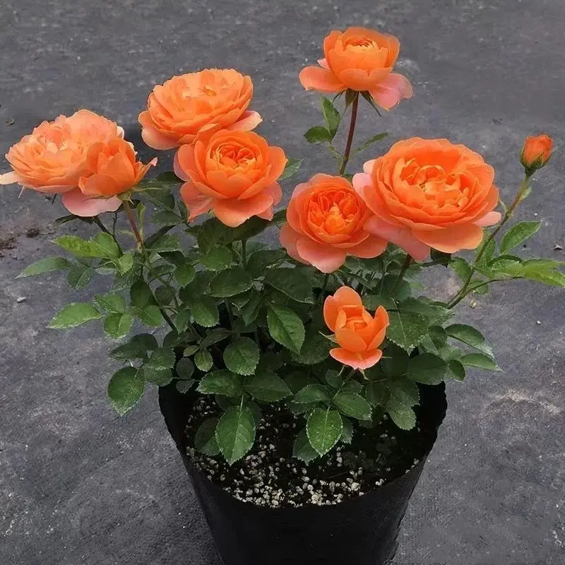 果汁阳台月季花苗带花苞发货庭院阳台好养活绿植盆栽四季开花观赏