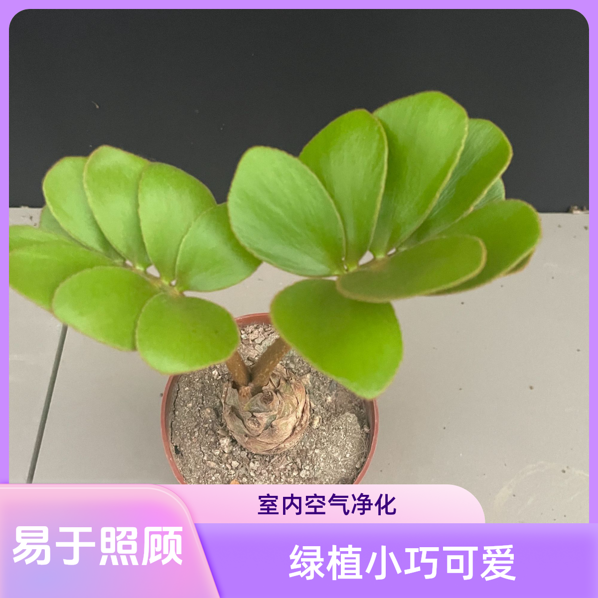 树先生/墨西哥铁树美洲铁桌面款