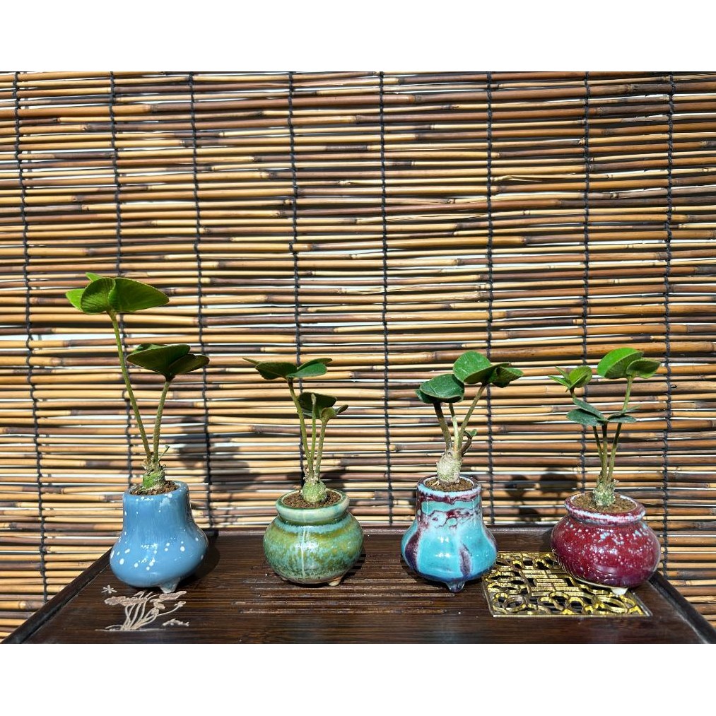 树先生/四叶草墨西哥铁树两年苗带盆幸运草有球头室内桌面绿植