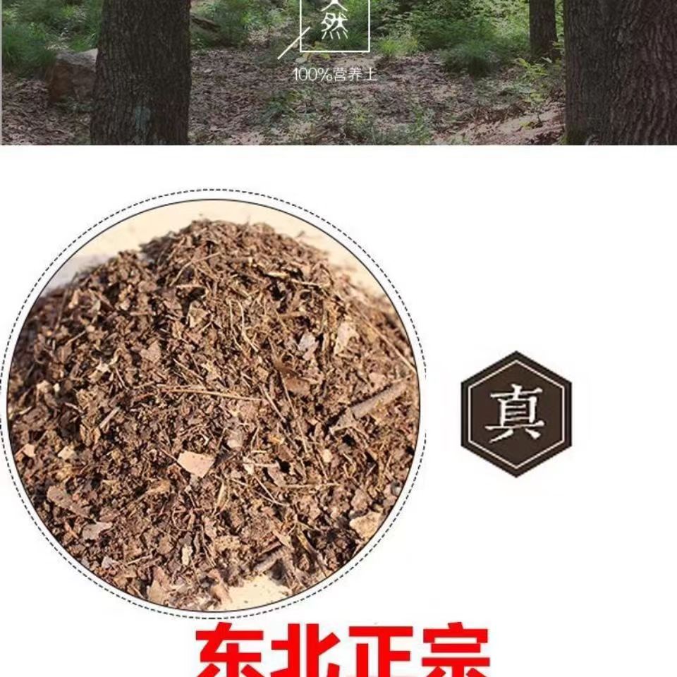 君子兰专用土腐叶土有机营养土土橡树叶腐熟树叶