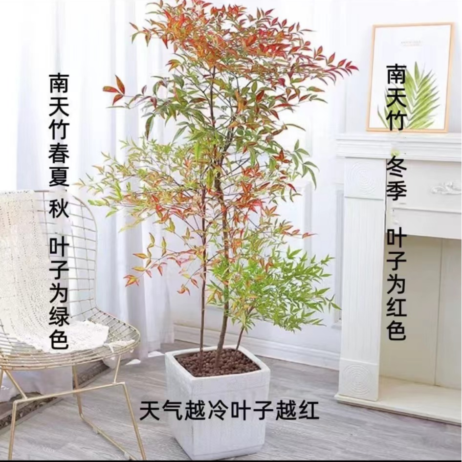 大型丛生南天竹红天竹耐寒植物别墅庭院花园法庭室内植物