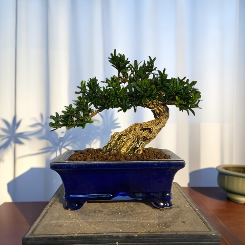 直播间一物一拍，雀舌黄杨和栀子花盆景。
