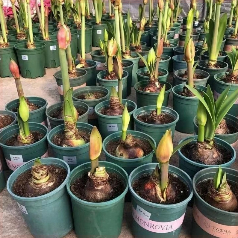 朱顶红开花花卉大全种球养不死芳香特大种植重瓣四季阳台庭院盆栽