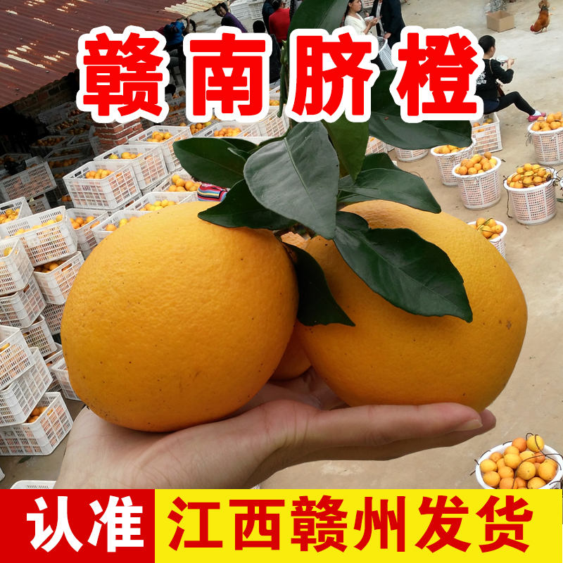 正宗赣南脐橙 江西赣州脐橙果园现摘甜橙子