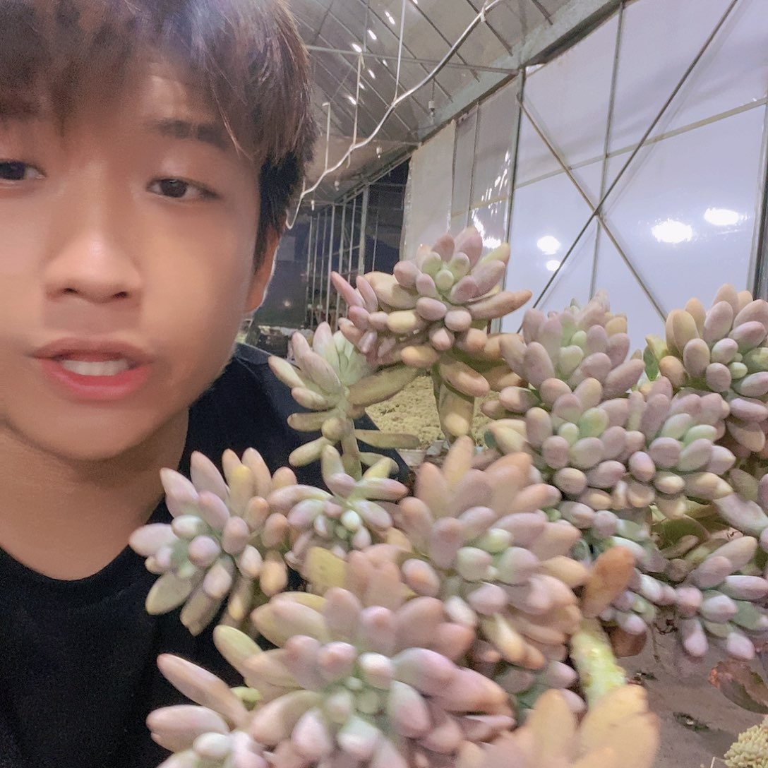整桩老桩大群婴儿手指特价