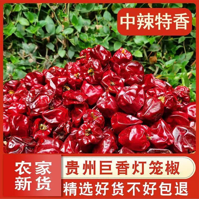 【微辣超香】贵州灯笼椒干辣椒2023新货火锅干锅红油辣子250g批发