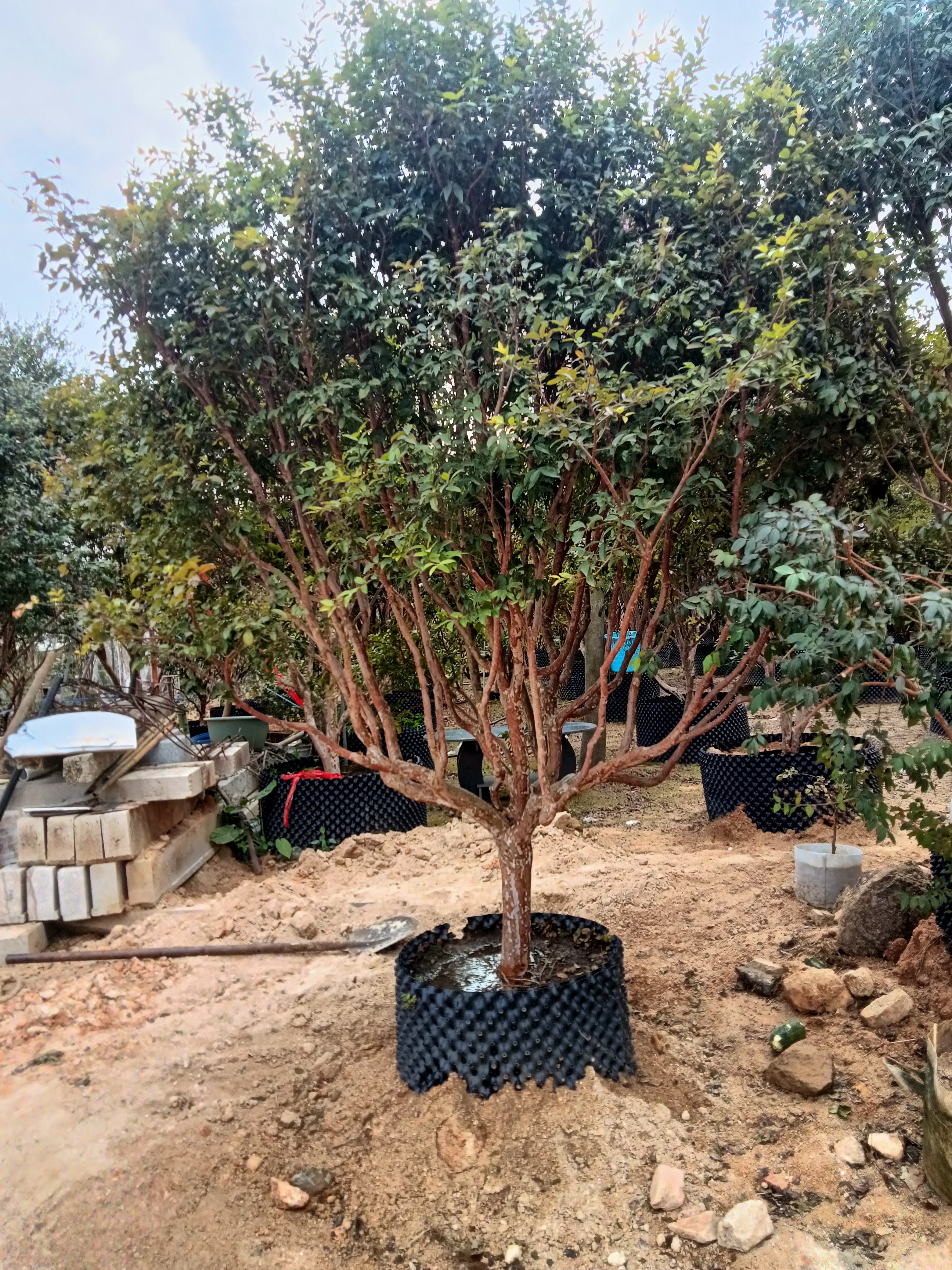 老树沙巴，一物一拍