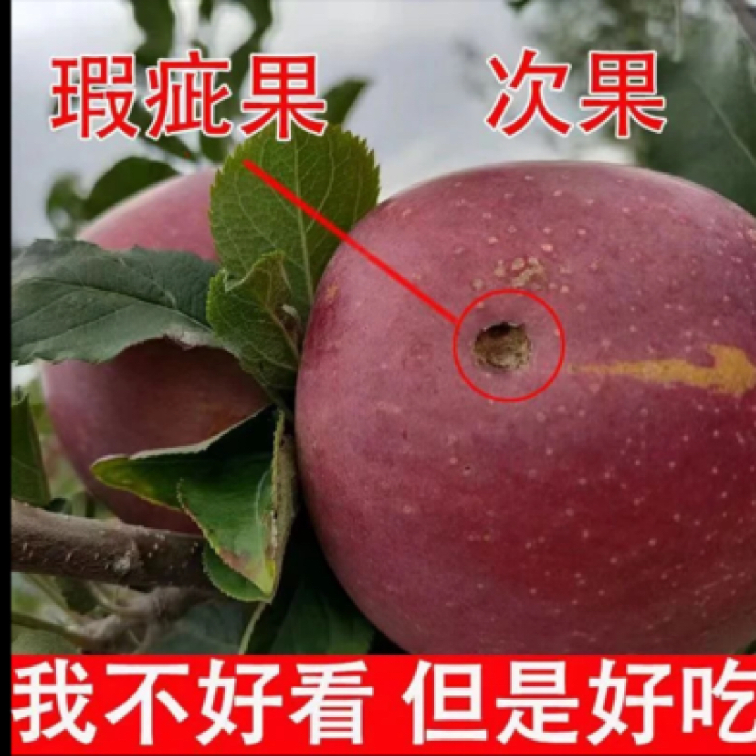 【瑕疵果】正宗昭通丑苹果（无售后 ）