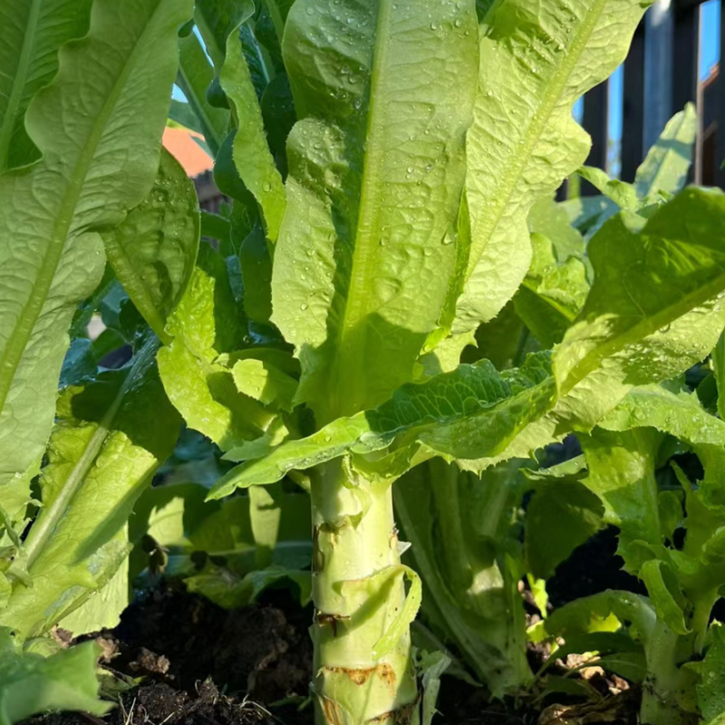   浦城 农家 自种莴笋