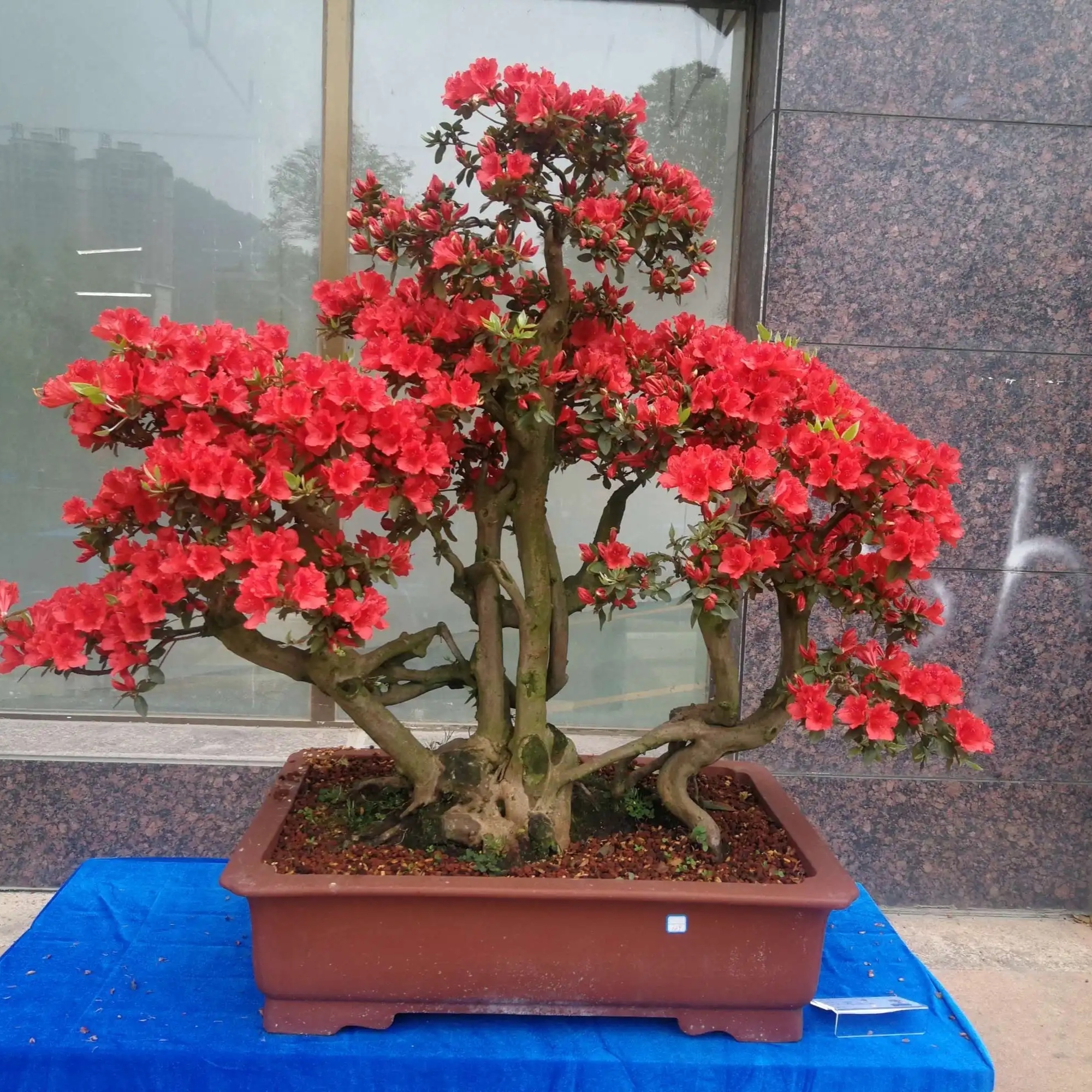 国旗红杜鹃盆景 正宗国旗红一物一拍