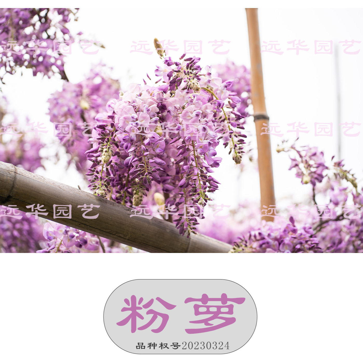 【粉萝】中国紫藤 粉色花穗 易开花 花量大 有浓香 适合新手