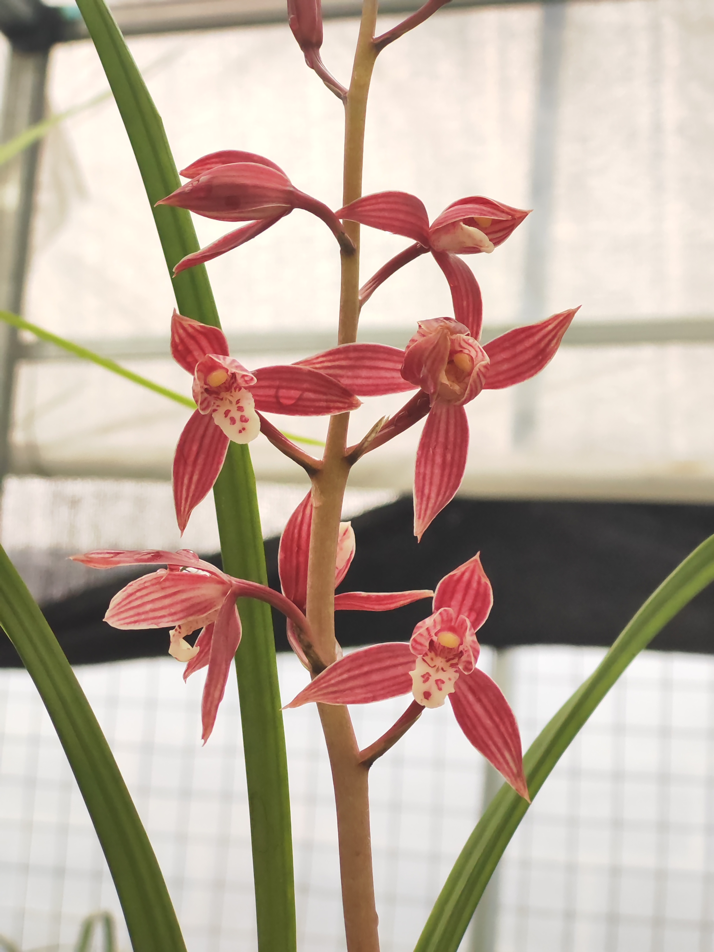 浓香型建兰满堂红花卉盆栽（直播间一物一拍专用连接勿拍）