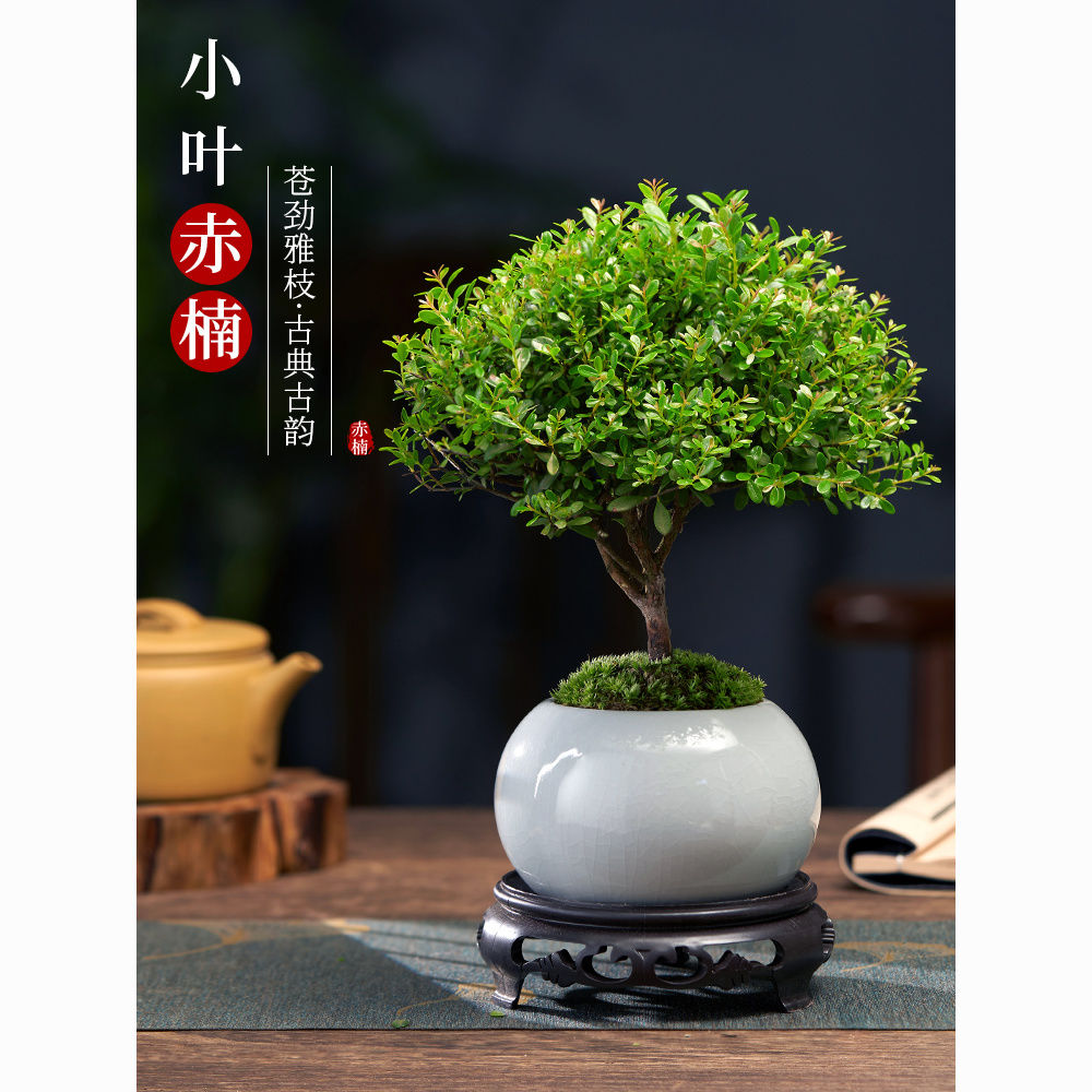 小叶赤楠盆栽盆景苗植物花卉微景观水培办公室内好养四季常青盆栽