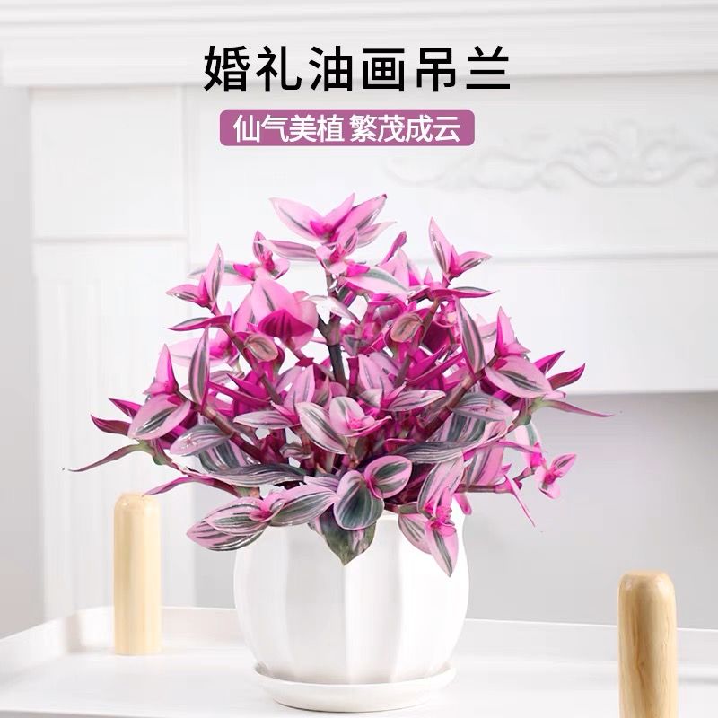 大颗油画婚礼吊兰盆栽锦胭脂云多肉植物客厅室内花卉绿植阳台好养