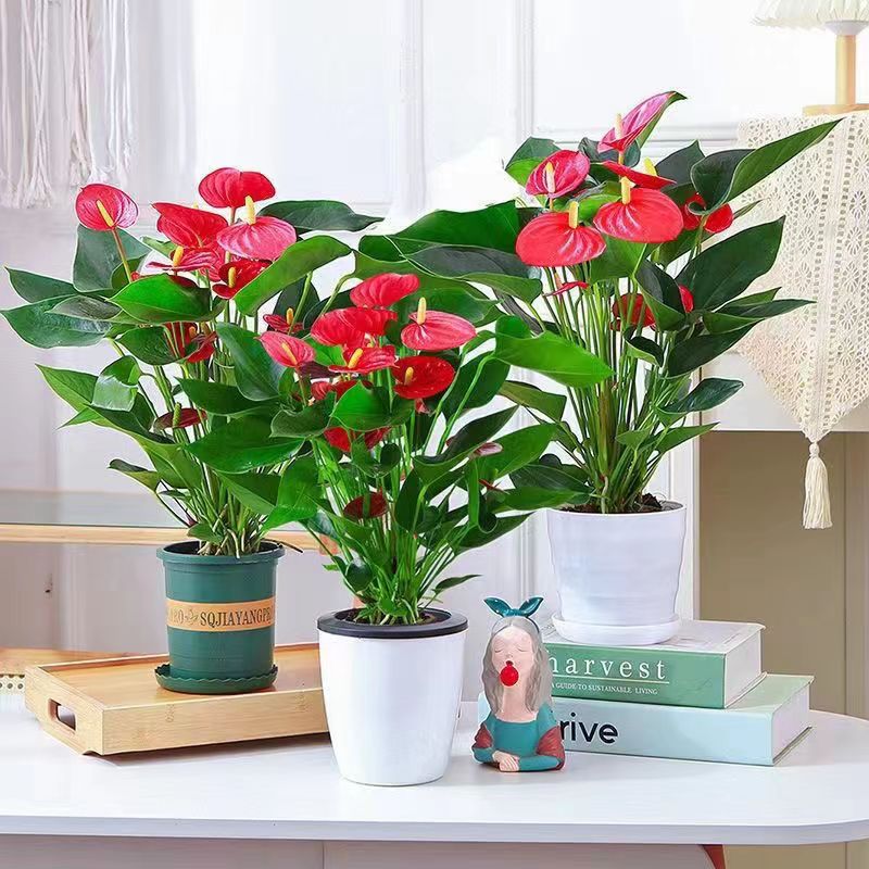 红掌盆栽白掌粉掌水培植物一帆风顺鸿运当头四季开花室内好养绿植