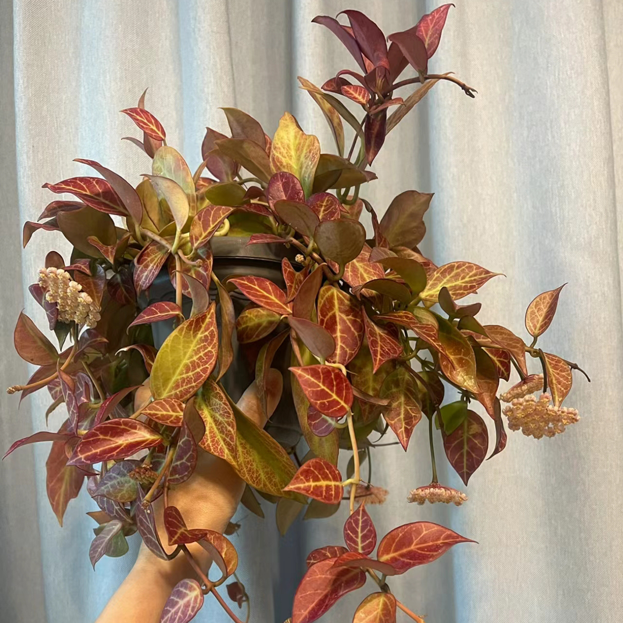苏奈球兰开花带香味盆栽秋冬季叶子易变红垂吊绿植阳台客厅植物