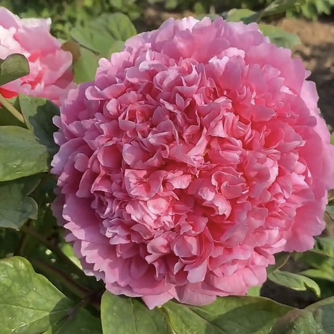 （大胡红牡丹）经典名品适合庭院种植