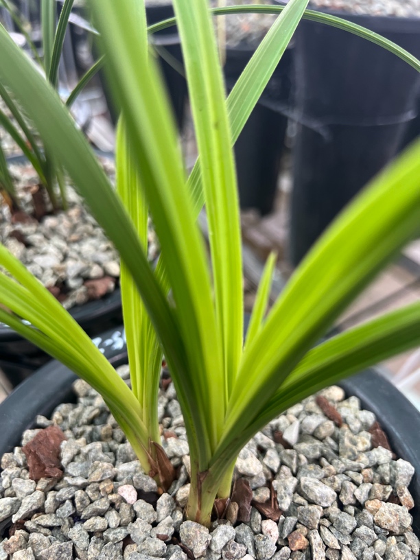 兰花链接以实物为准2