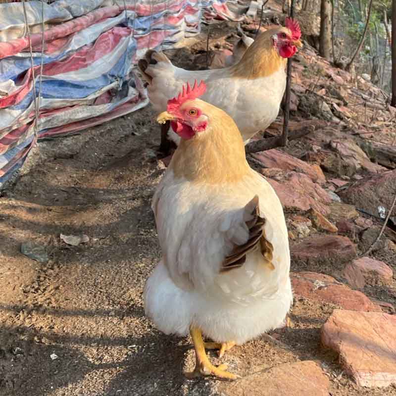 【青年鸡】100天古典母鸡公鸡肉 皮脆肉滑 整鸡发货