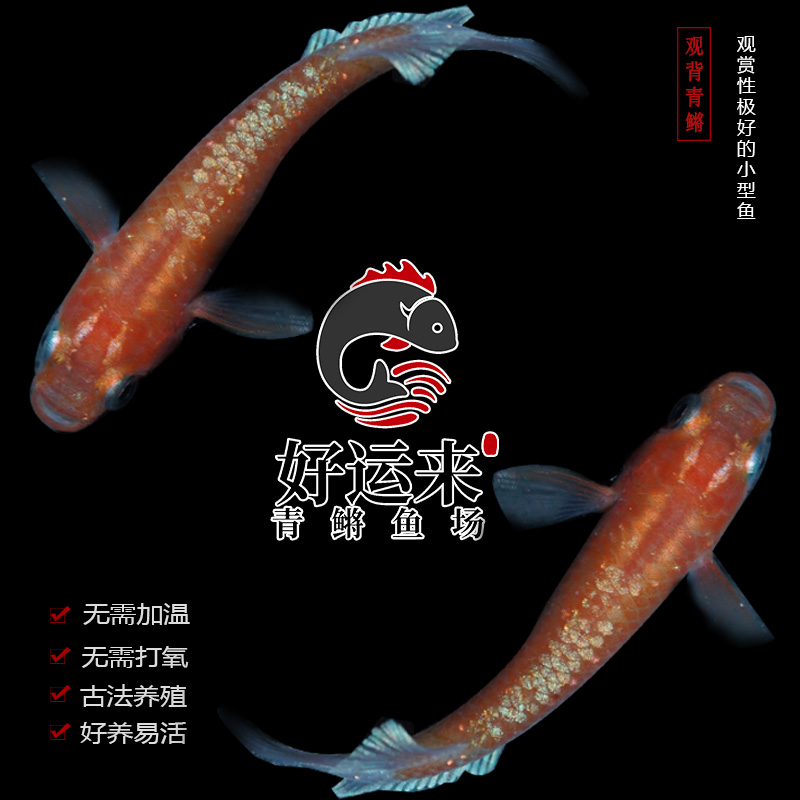 一物一拍直播拍品2  观背青鳉鱼 冷水观赏鱼迷你锦鲤（所见即所得）