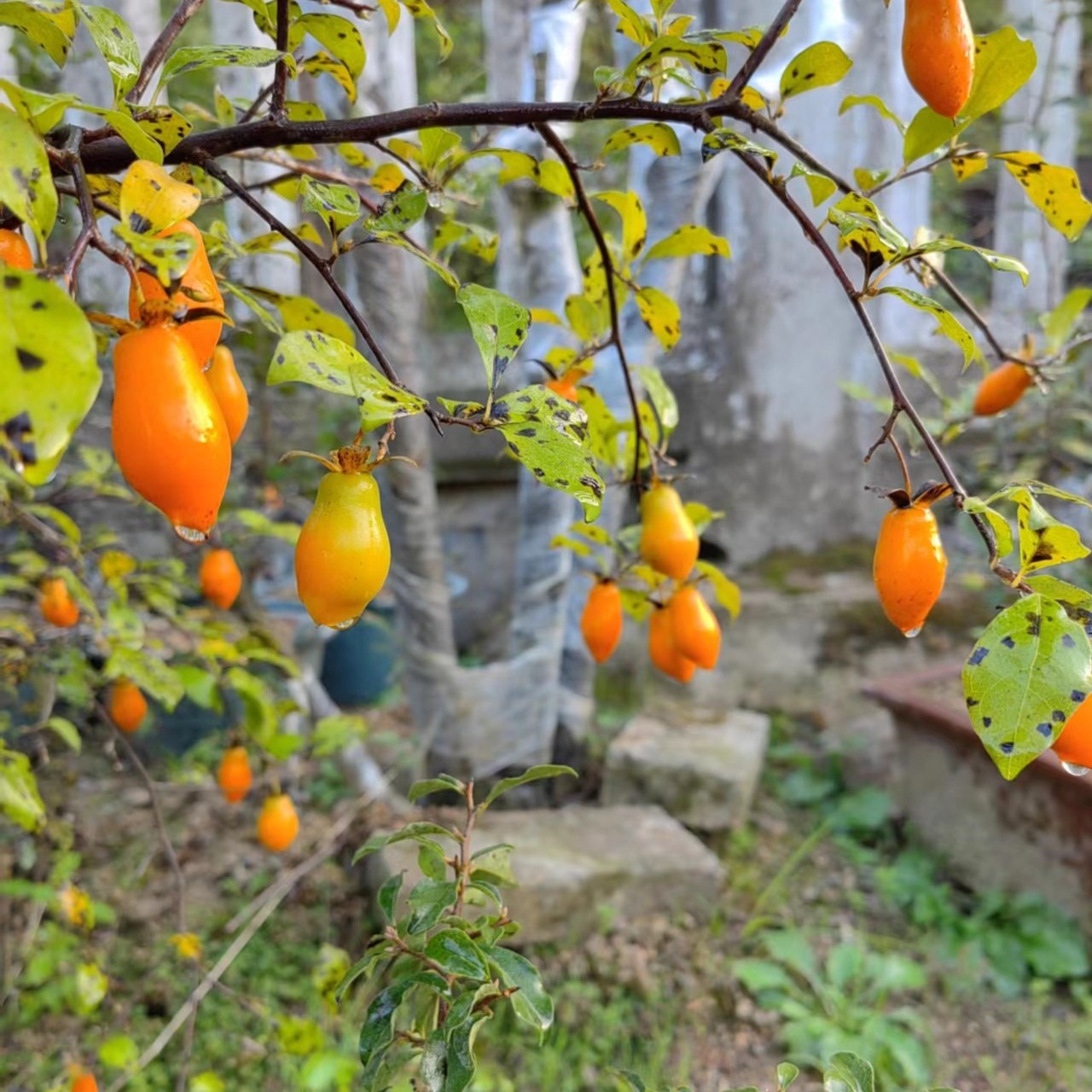 （3000-6000米拍）老鸦柿绿植盆栽属于观赏绿植
