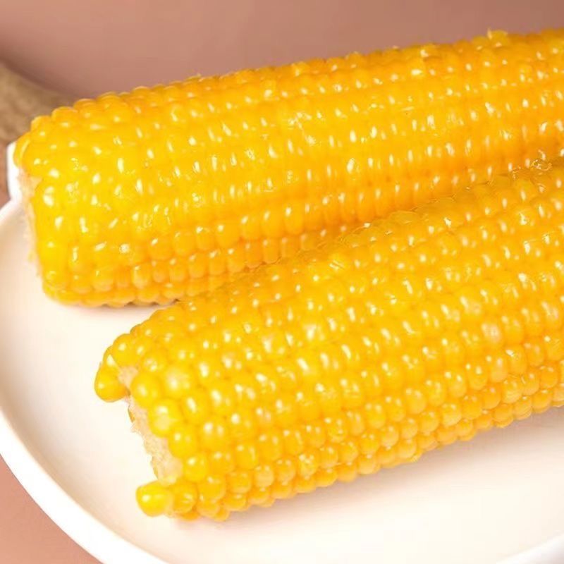 25年头茬内蒙黄粘玉米非转基因大棒真空独立包装代餐营养苞米棒