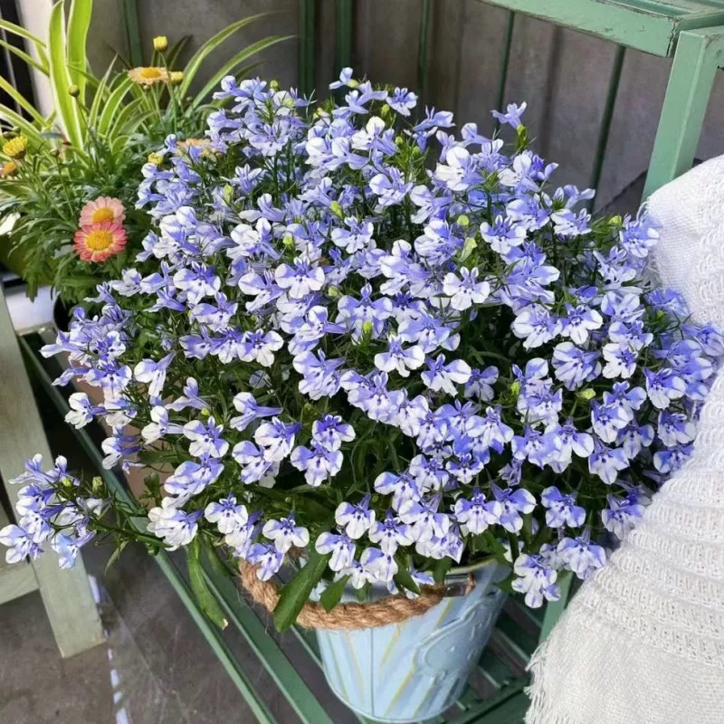 六倍利盆栽带花半边莲蓝色植物阳台庭院花苗花期长好养易爆盆包邮