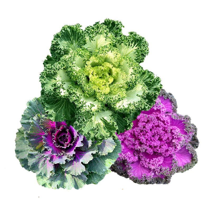 进口多色羽衣甘蓝可食用观赏叶牡丹四季蔬菜阳台庭院盆栽