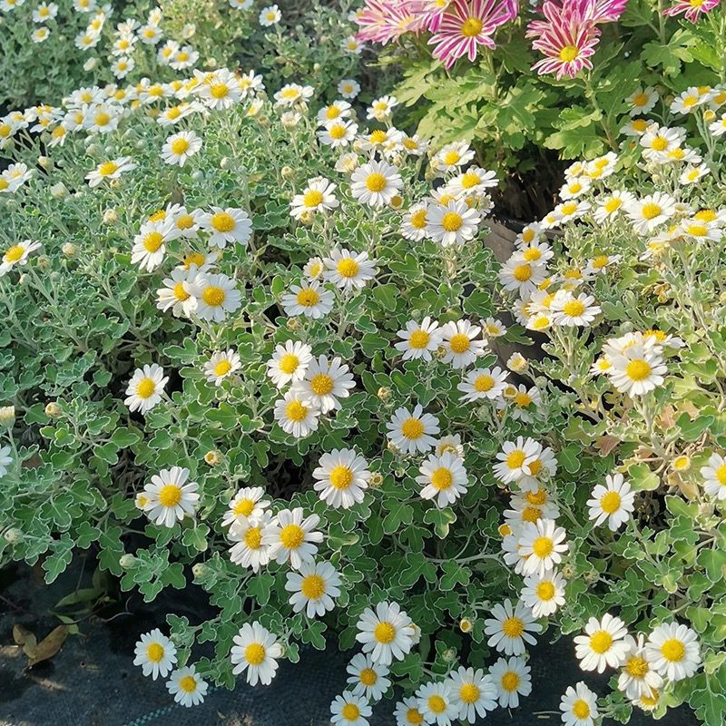 足摺野路菊多年生家庭阳台耐寒耐热白色宿根庭院花境盆栽爆花机器