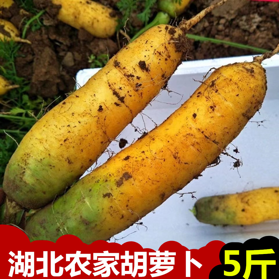 湖北黄胡萝卜手指黄萝卜水果黄萝卜清甜宝宝辅食带泥发货现挖现发