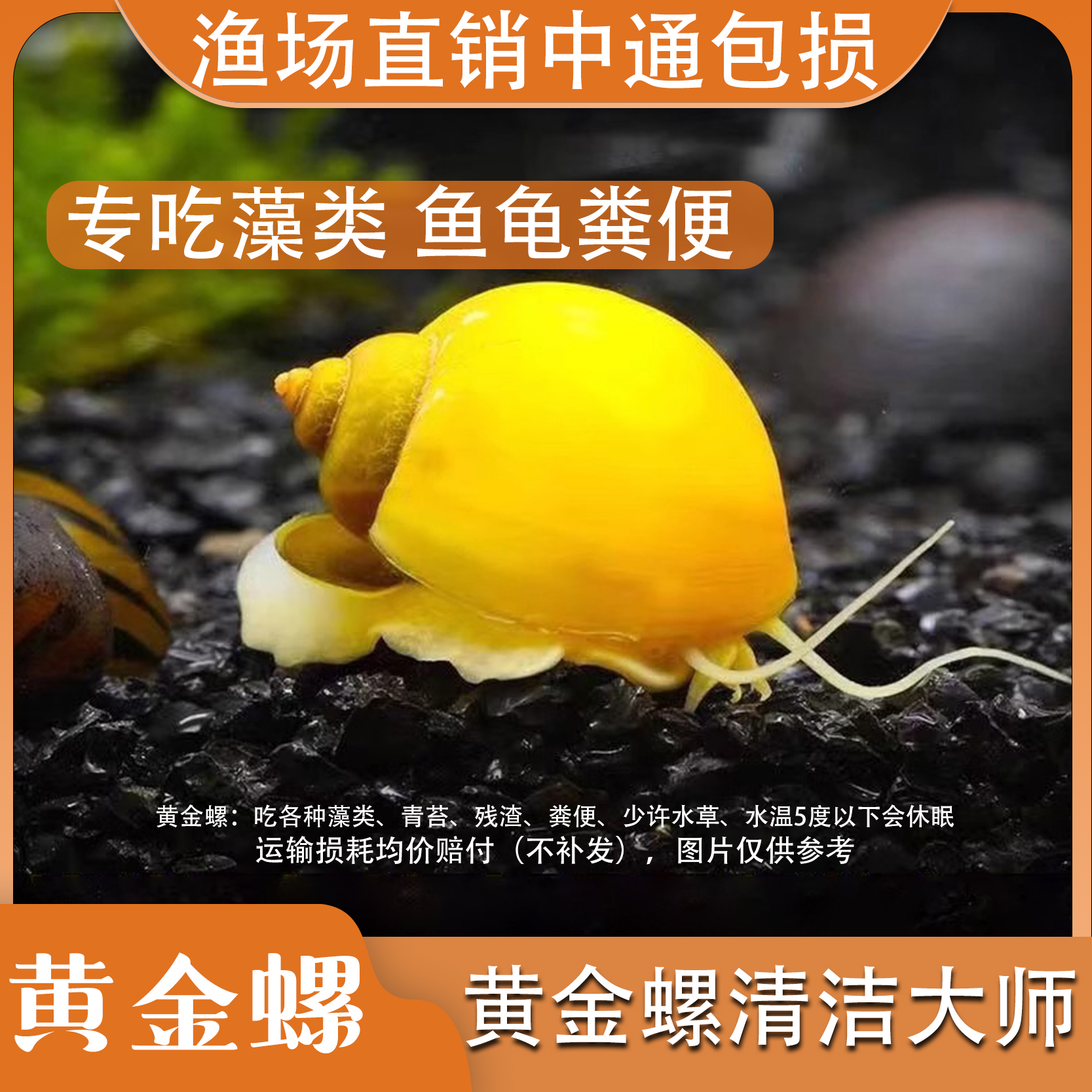 黄金螺除藻螺观赏螺鱼缸清洁螺吃藻螺苹果螺斑马螺吃粪工具淡水螺