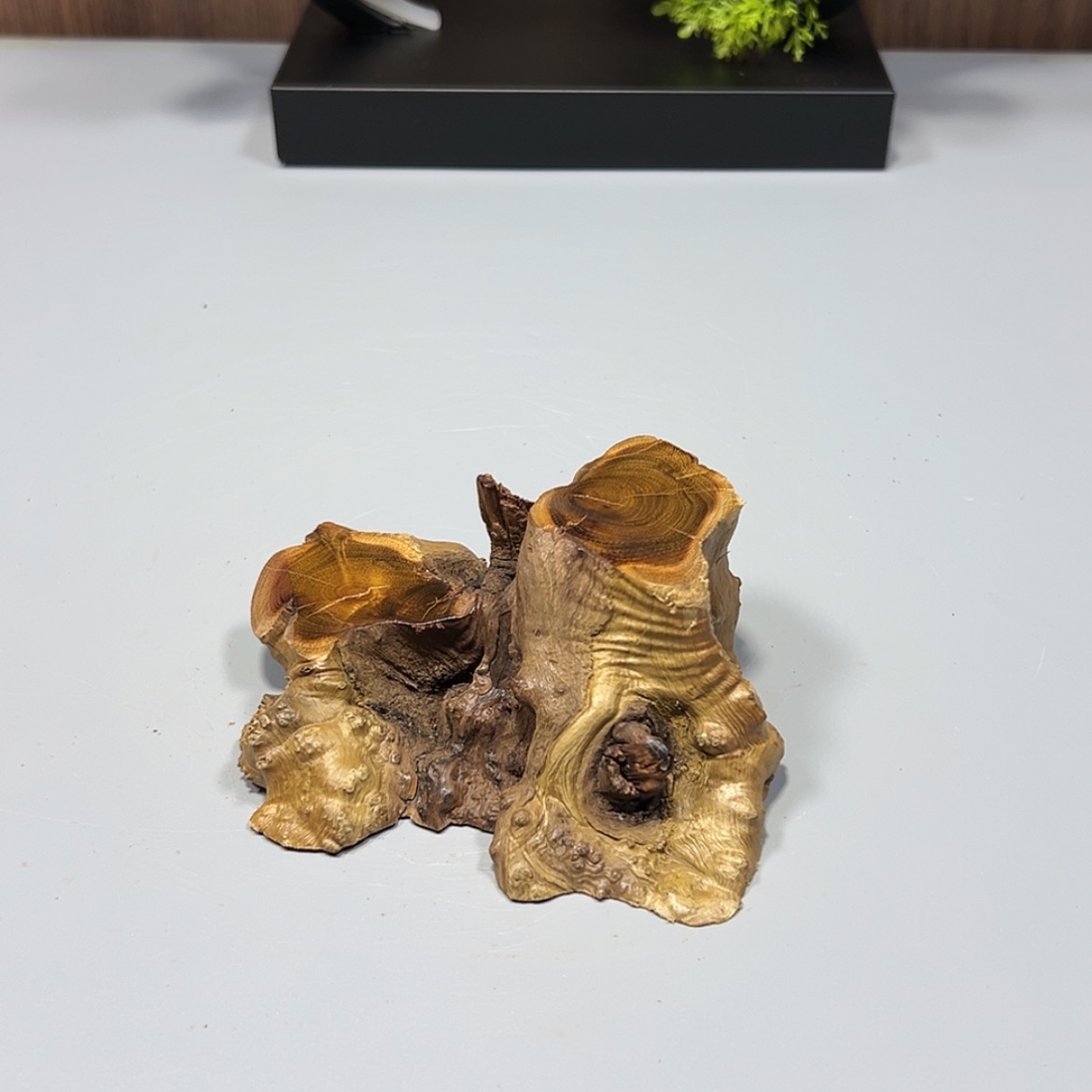 【闪购商品】麻梨疙瘩根雕用****2