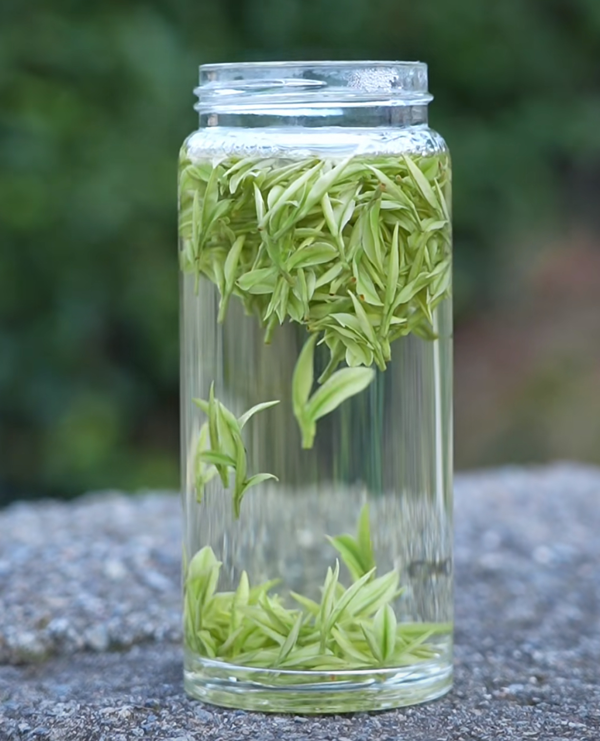 2025年新茶白茶小嫩芽安吉溪龙原产地茶叶头采(3A)高山绿茶白茶