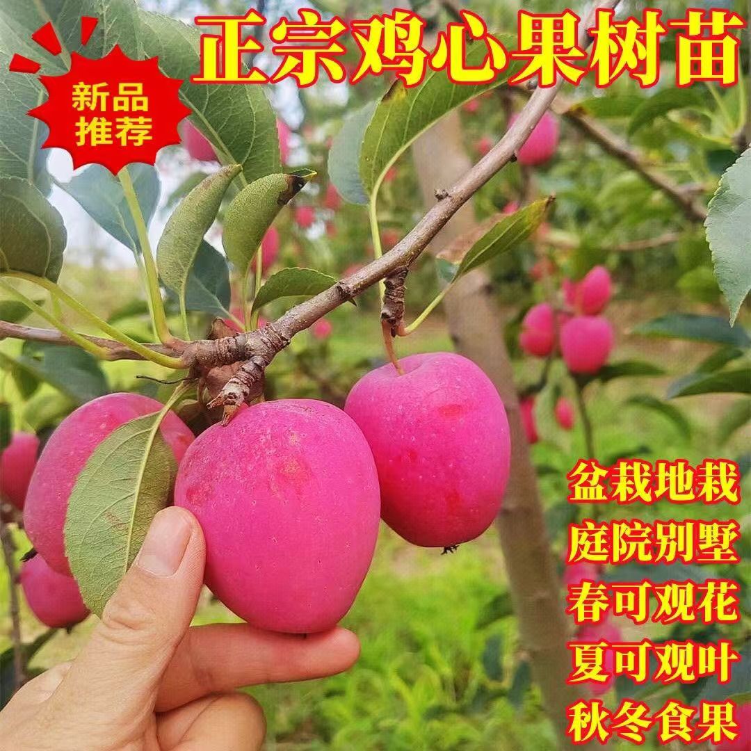 【直播专属】鸡心果苗南方北方四季种植鸡心果树苗盆栽地栽矮化