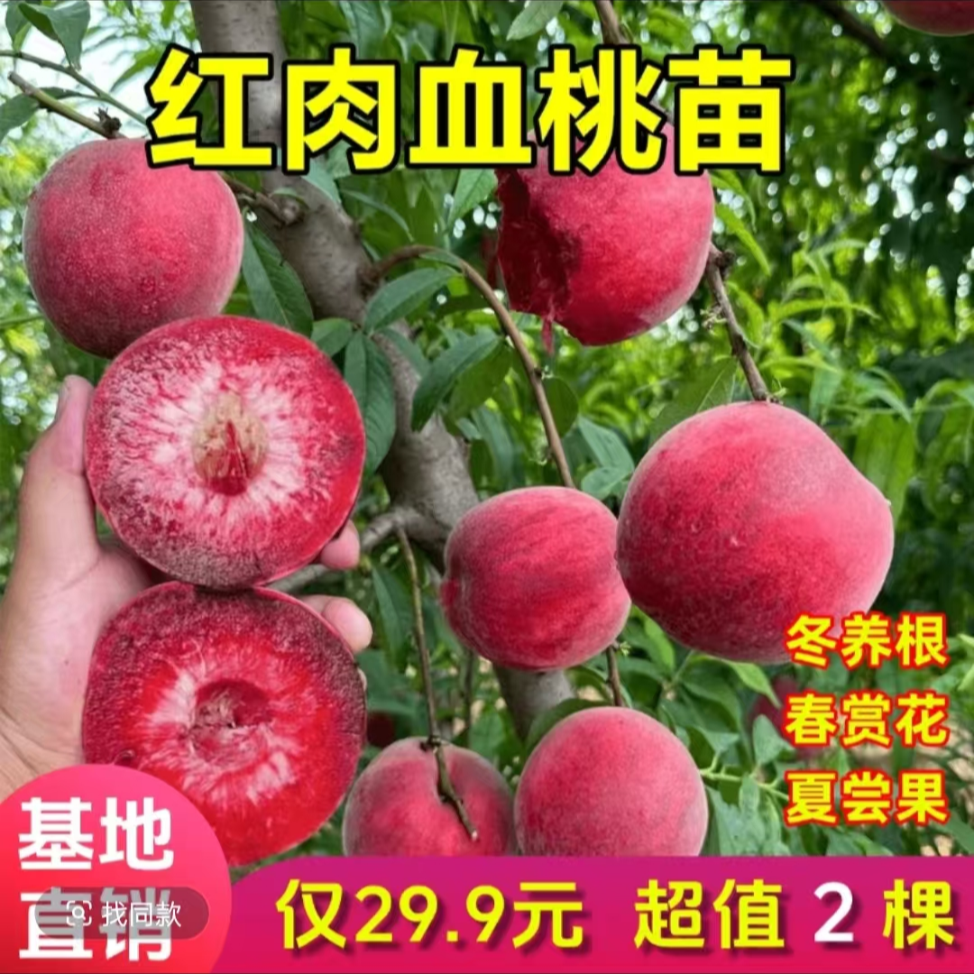 新品种嫁接早熟血桃桃树树苗盆栽特大南方北方果苗南北方当年种植
