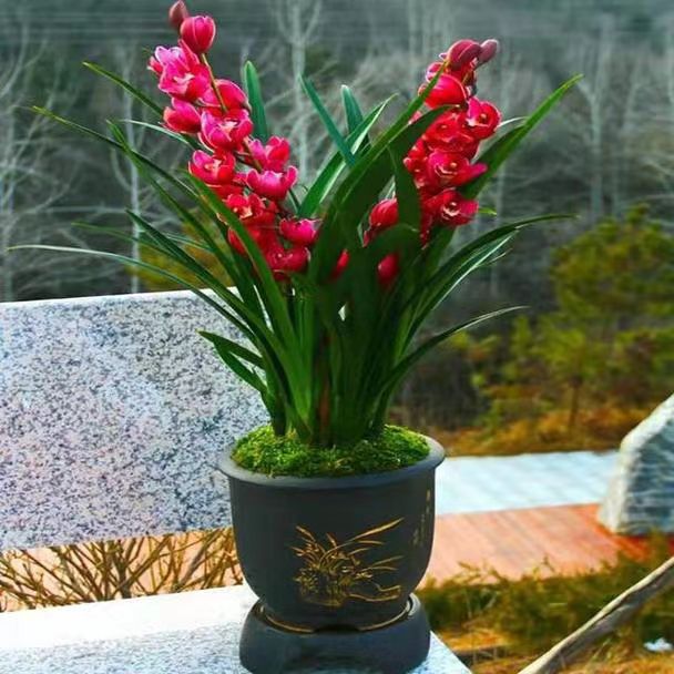带花剑《年宵花》一杆多花  花开浓香  好养易活